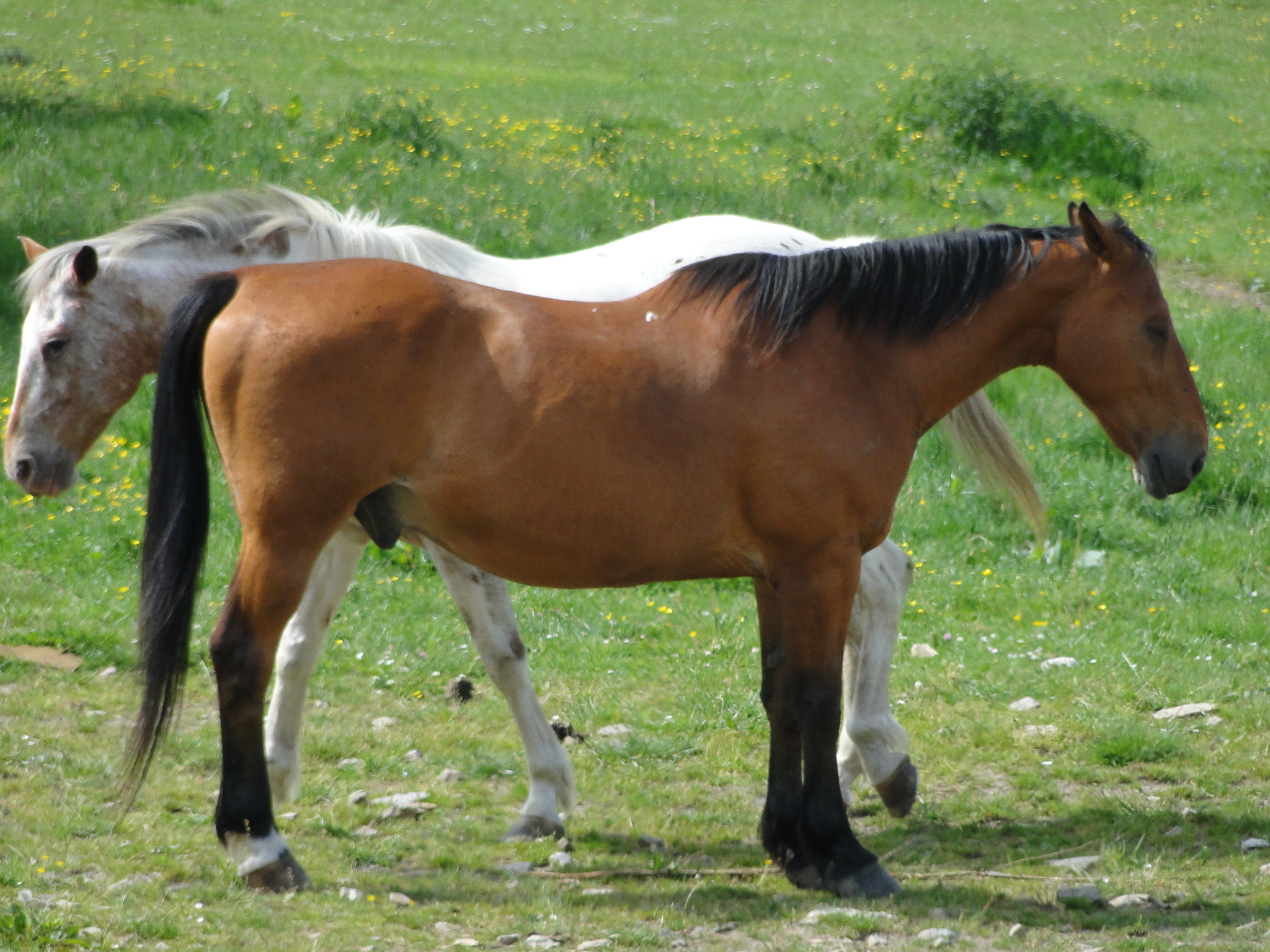 2014HWK 031.jpg